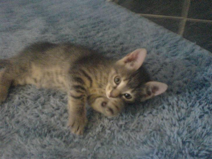 Europé dk Zawi fanandiz -  <3 billede 5