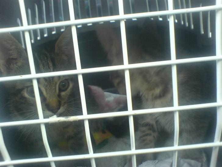 Europé dk Zawi fanandiz - på vej til dyre læge ikk sjovt <3 billede 6