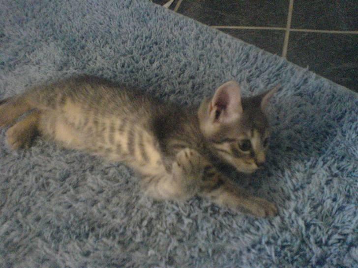 Europé dk Zawi fanandiz -  <3 billede 7