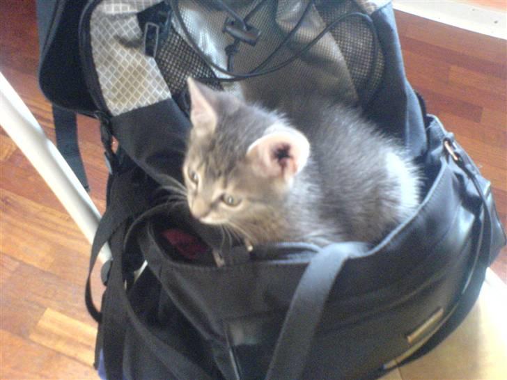 Europé dk Zawi fanandiz - Hva? billede 8