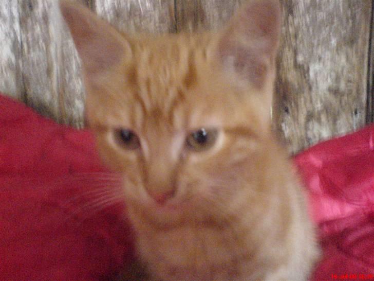 Huskat Buller<3 billede 1