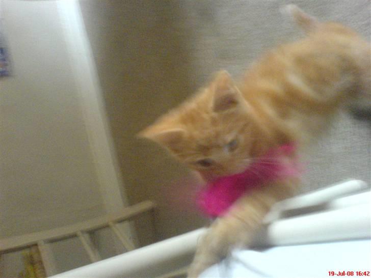 Huskat Buller<3 billede 2