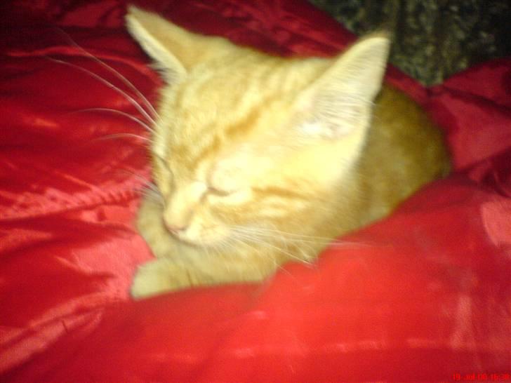 Huskat Buller<3 billede 3