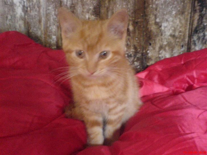 Huskat Buller<3 billede 4