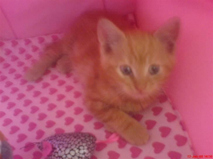 Huskat Buller<3 billede 5