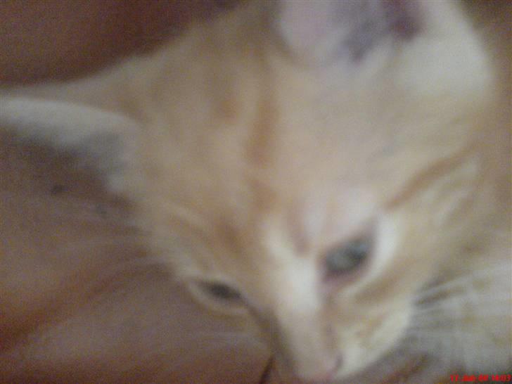 Huskat Buller<3 billede 6