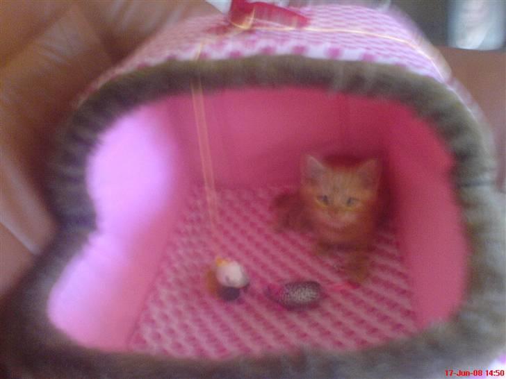 Huskat Buller<3 billede 7