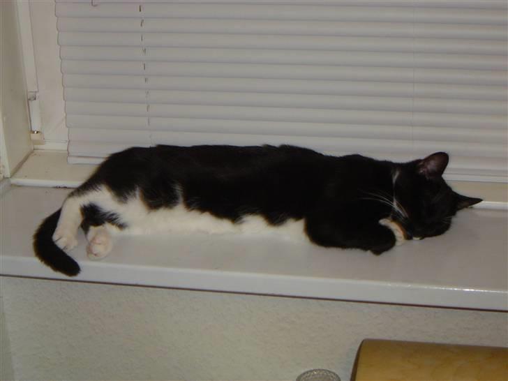 Huskat Fleur - Fleur tager sig en aften lur  billede 1