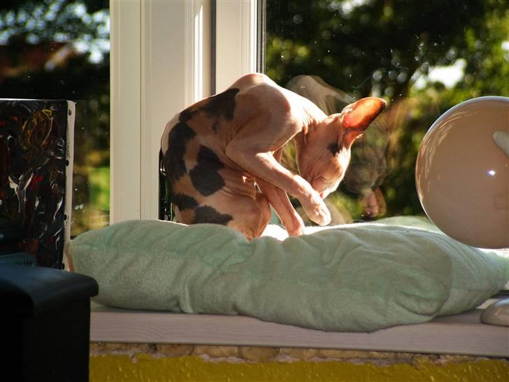 Sphynx Clara billede 10