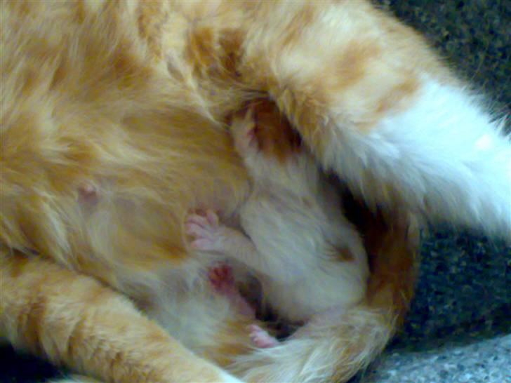 Huskat lost billede 11