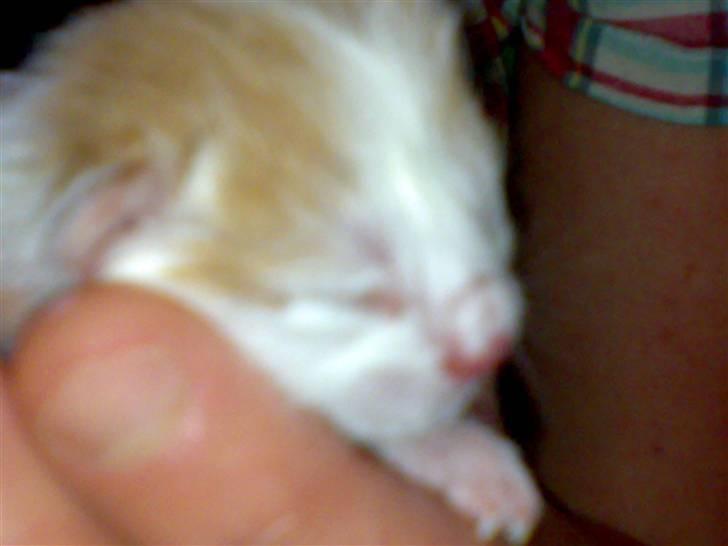 Huskat lost billede 12