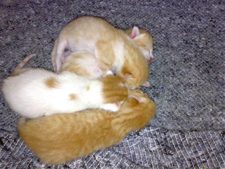 Huskat lost - mor er lige gået væk for at slappe lidt af inden vi skal spise igen billede 13