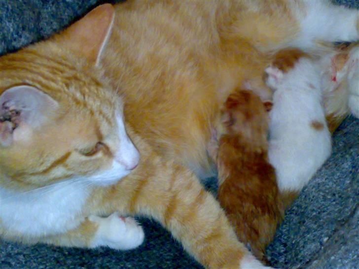 Huskat lost - lige pause på 1½ time inden de sidste 2 kom billede 14