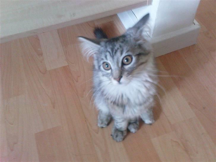 Blanding af racer Vaffel ;)(bor ved min X ) - hey jeg hedder vaffel ;) billede 1