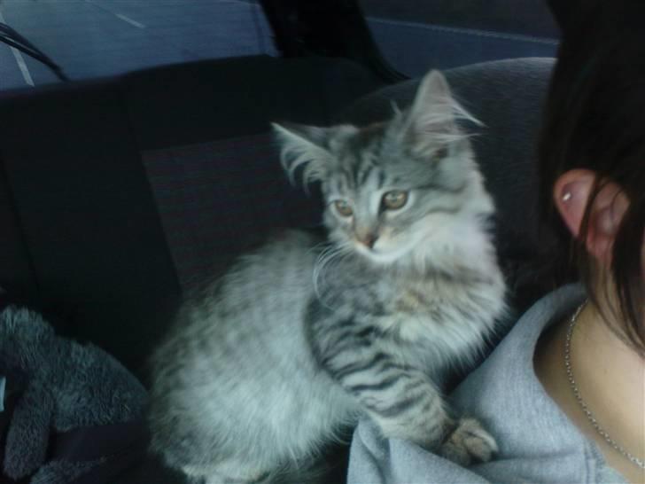 Blanding af racer Vaffel ;)(bor ved min X ) - jaa her sad jeg så næsten hele vejen hjem. det var lige der jeg følgte mig tryk.. billede 2