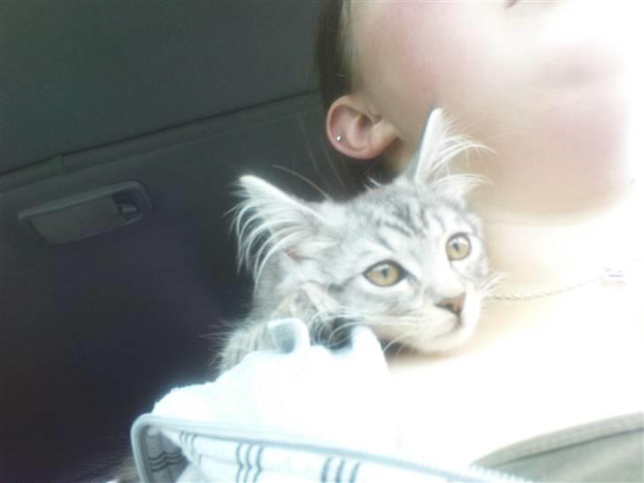 Blanding af racer Vaffel ;)(bor ved min X ) - se hvor sød jeg er billede 3