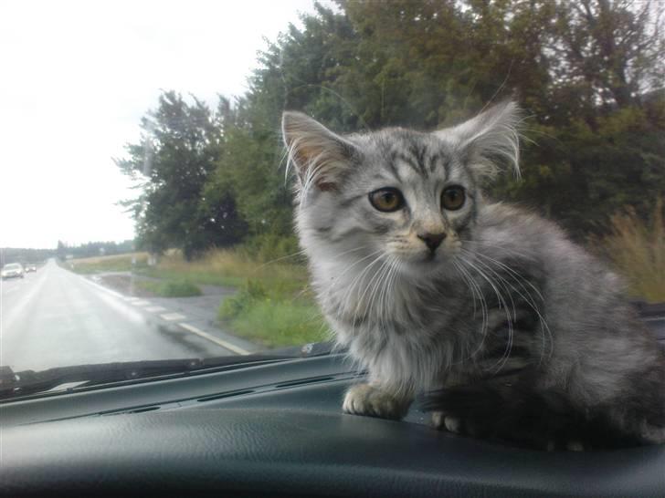 Blanding af racer Vaffel ;)(bor ved min X ) - jeg ser lidt ked af det ud... piv hvor er min moar billede 4