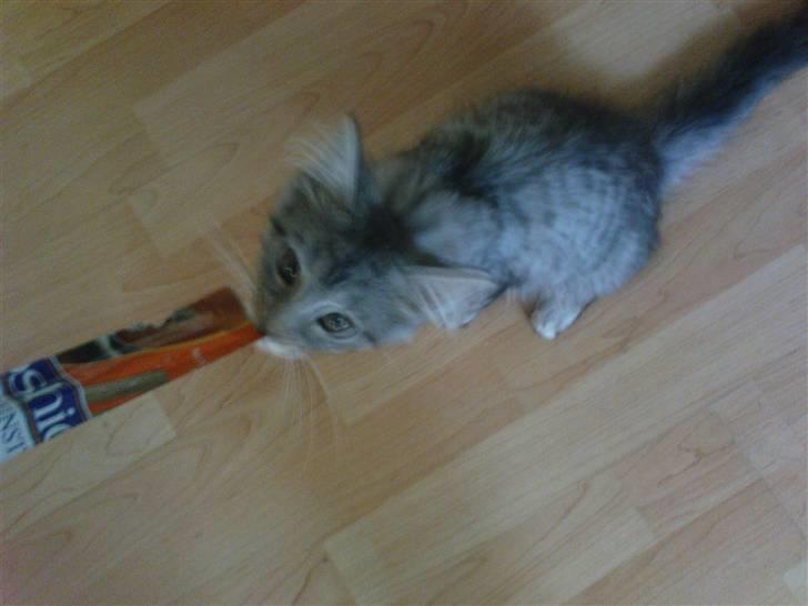 Blanding af racer Vaffel ;)(bor ved min X ) - mmmh hva er det mor ;) billede 5