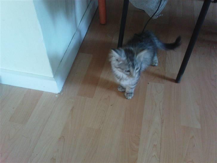 Blanding af racer Vaffel ;)(bor ved min X ) - så  jeg lige kommet hjem... billede 6