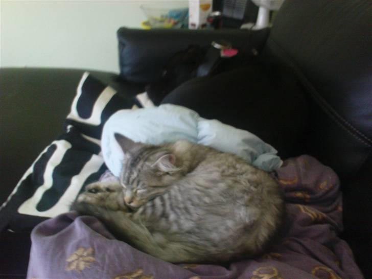 Blanding af racer Vaffel ;)(bor ved min X ) - så putter mig og hunden ;) billede 7