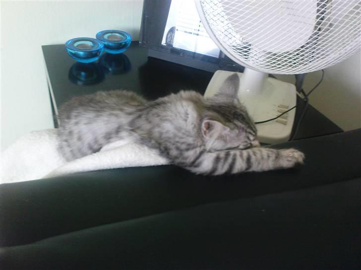 Blanding af racer Vaffel ;)(bor ved min X ) - ZZZzzzzzzz billede 8