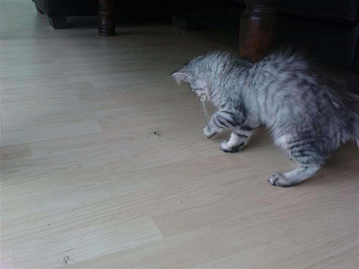 Blanding af racer Vaffel ;)(bor ved min X ) - hva er det..?? billede 9