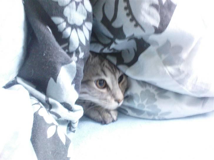 Blanding af racer Vaffel ;)(bor ved min X ) - jeg kigger lige ud ;) billede 10