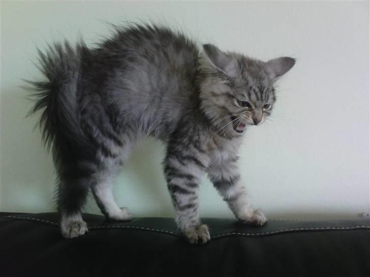 Blanding af racer Vaffel ;)(bor ved min X ) - se hvor farlig jeg er...  hehe billede 11