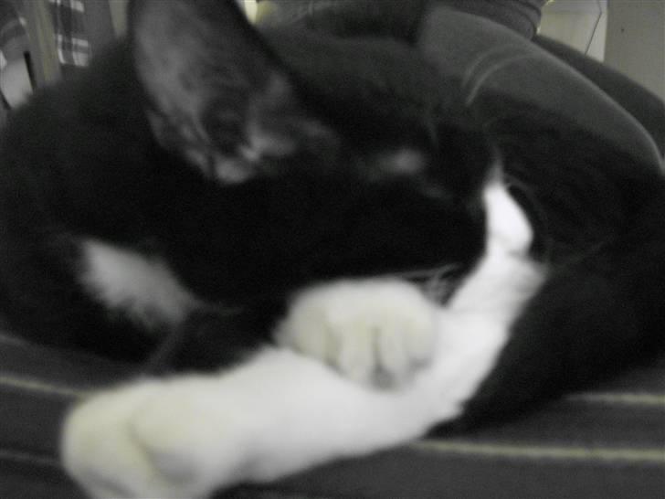 Huskat Jack billede 9