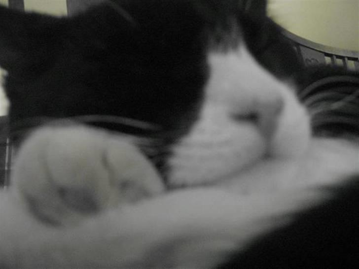 Huskat Jack billede 10