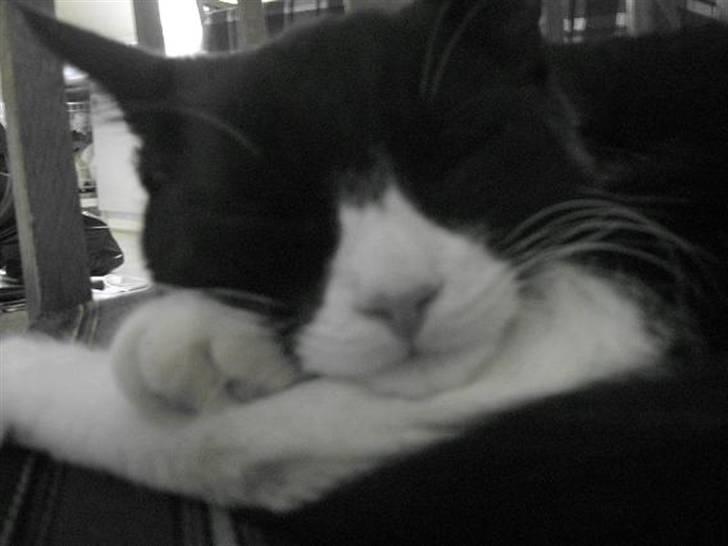 Huskat Jack billede 11