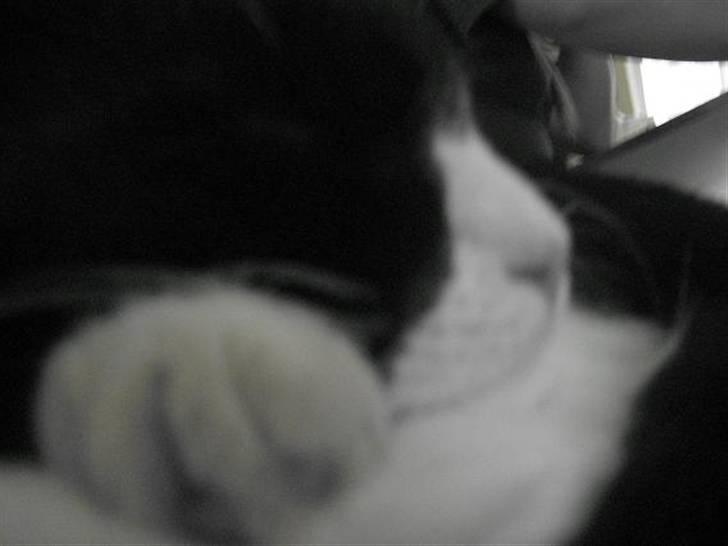 Huskat Jack billede 12