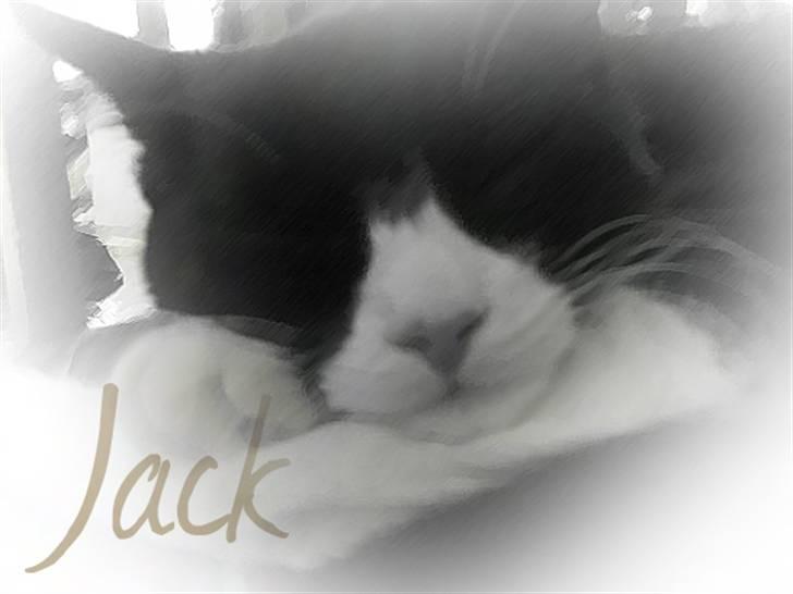 Huskat Jack billede 13