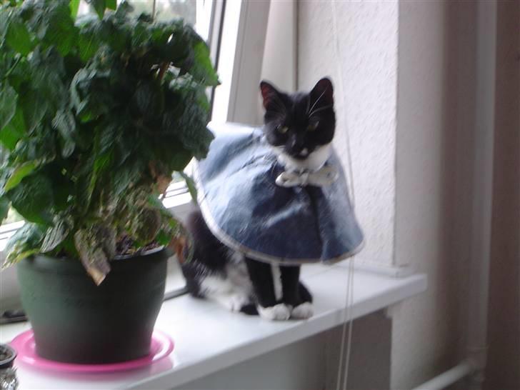 Huskat Fleur - selv om man har krave på kan man godt se sig om billede 2