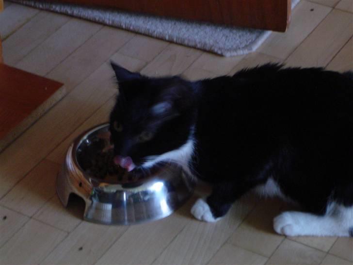 Huskat Fleur - juhuuu mad billede 3