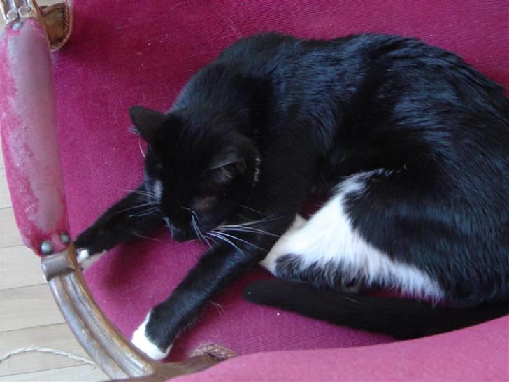 Huskat Fleur - arhhh så står man op billede 4