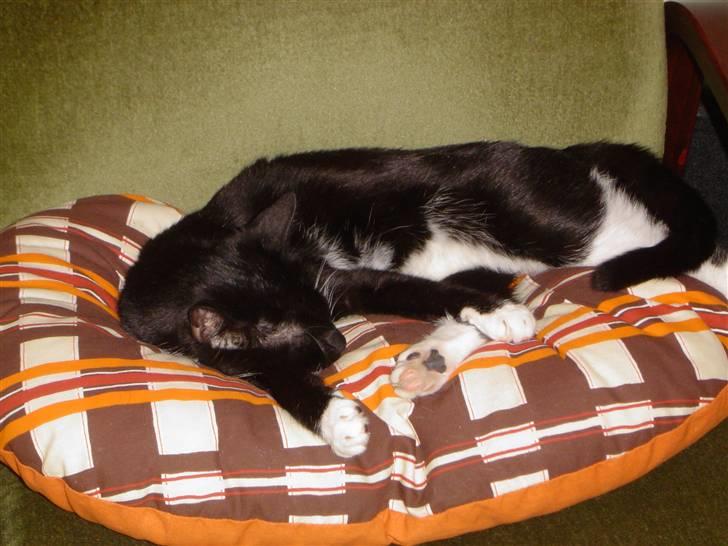 Huskat Fleur - En ny pude kan lige gå an billede 5