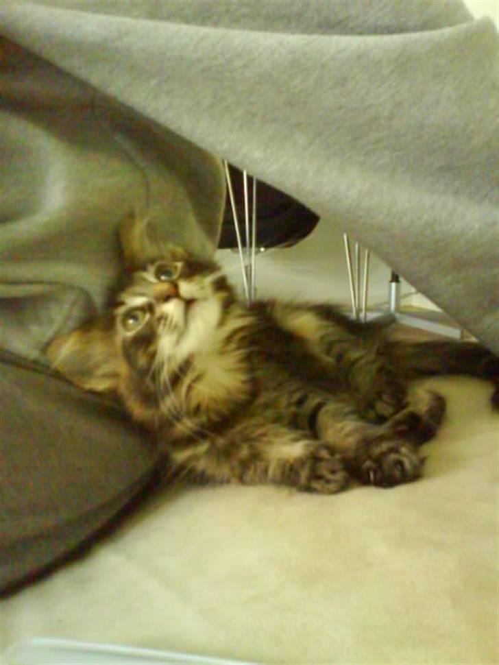 Maine Coon Yasmin billede 1