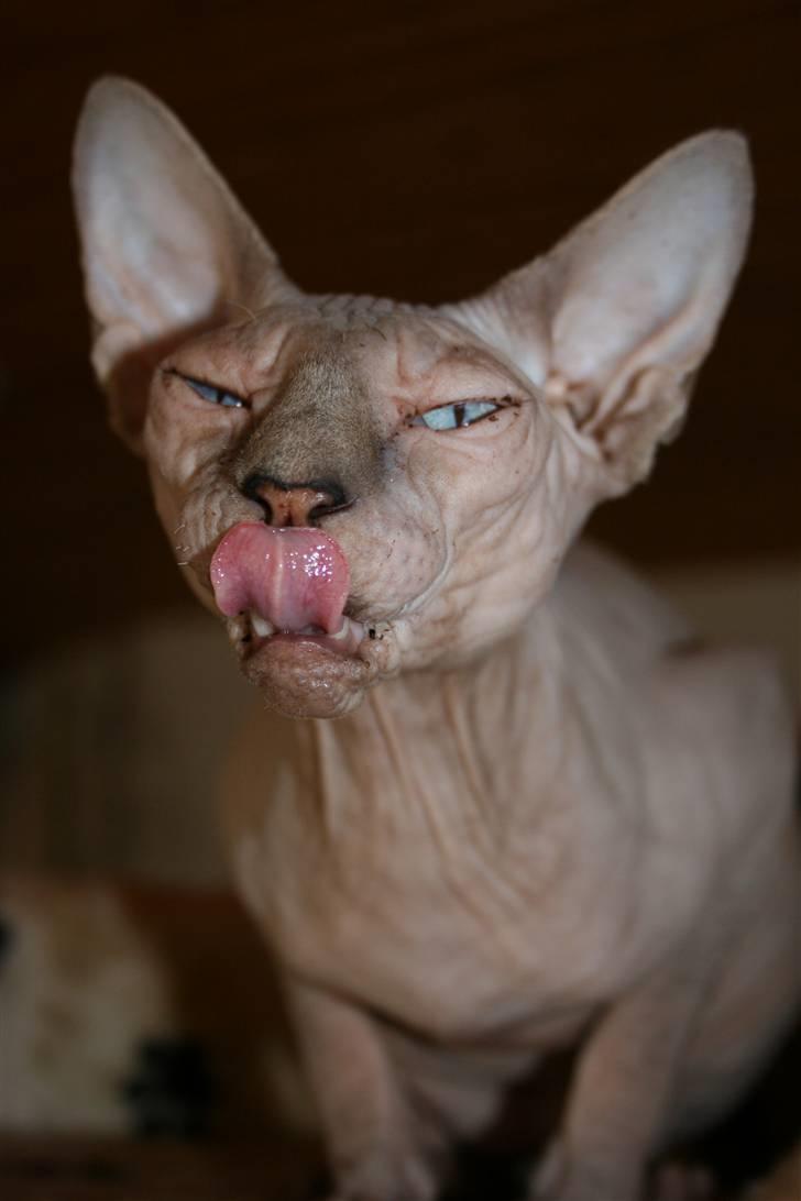 Sphynx Sniffer billede 8