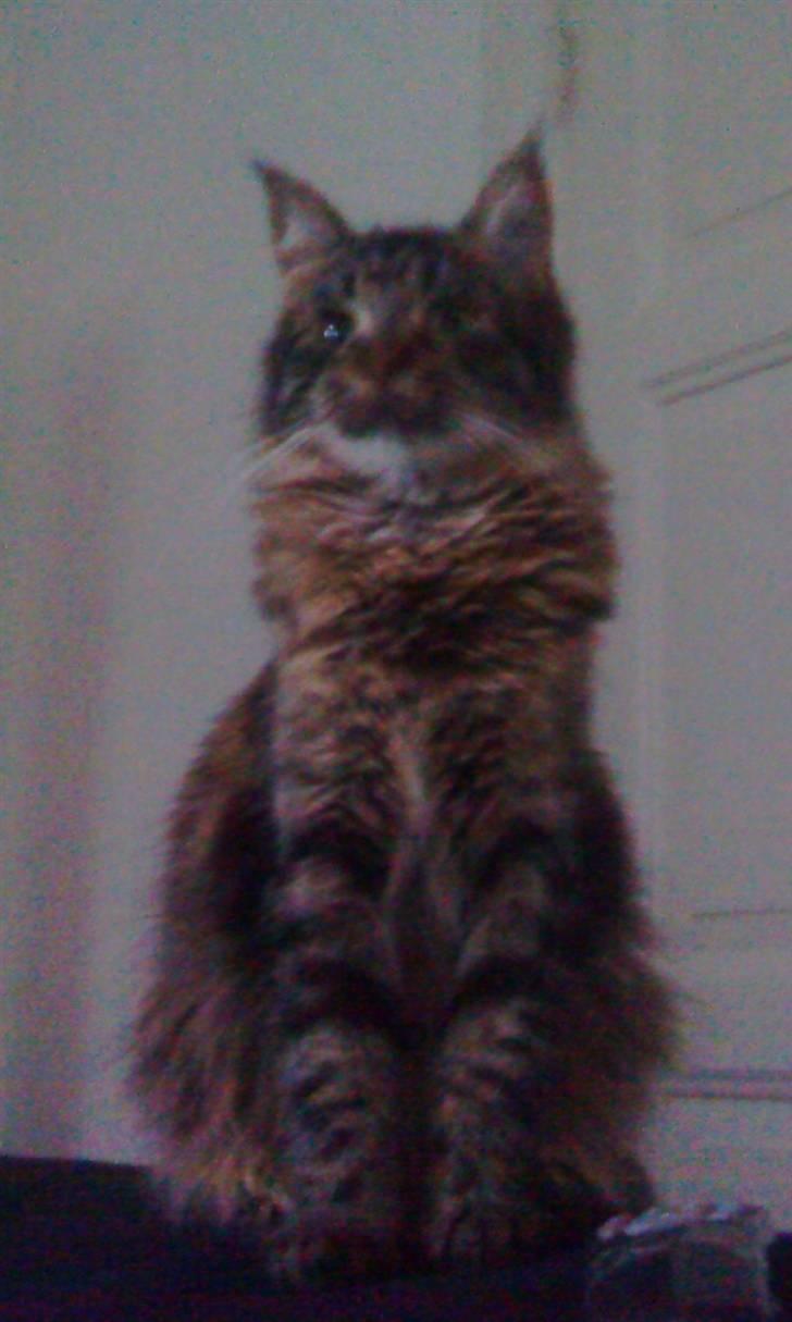 Maine Coon Splif - Min Dejlige Kat Splif... ;) billede 1