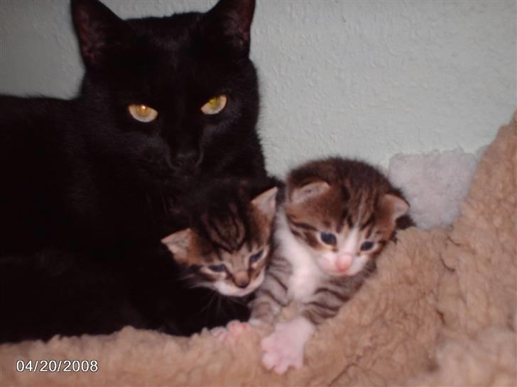 Huskat tot billede 10