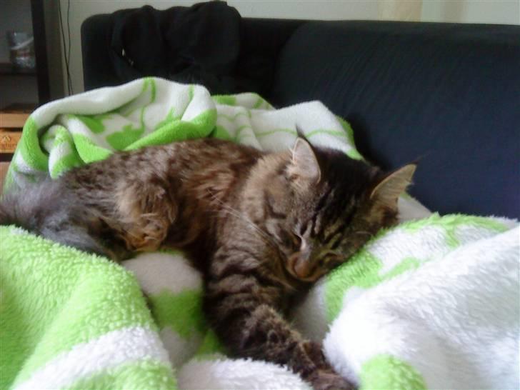 Maine Coon Splif - Splif der putter... :) billede 5