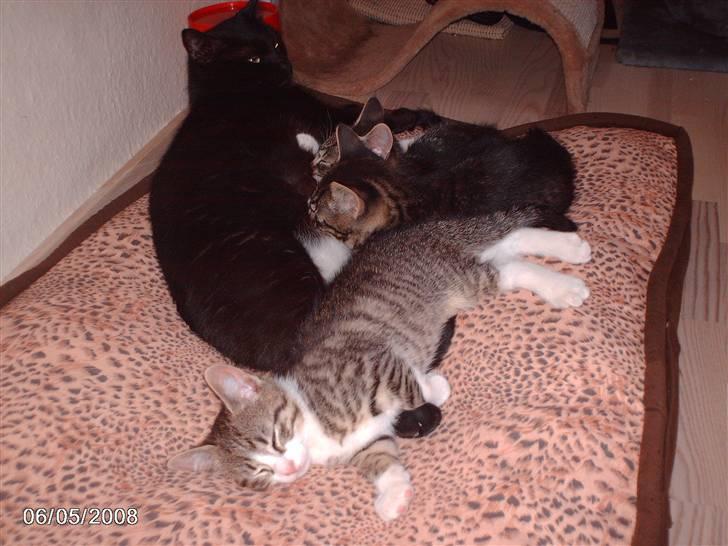 Huskat tot billede 13