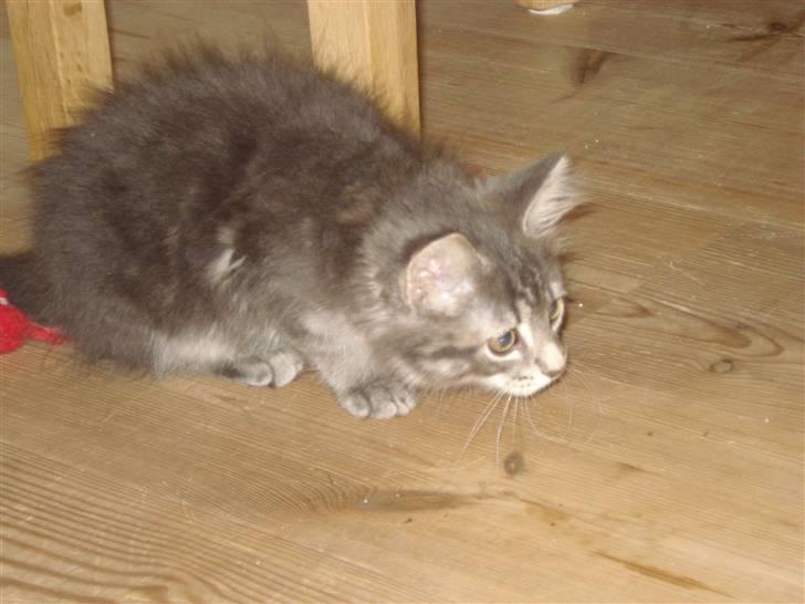 Blanding af racer Bella billede 6