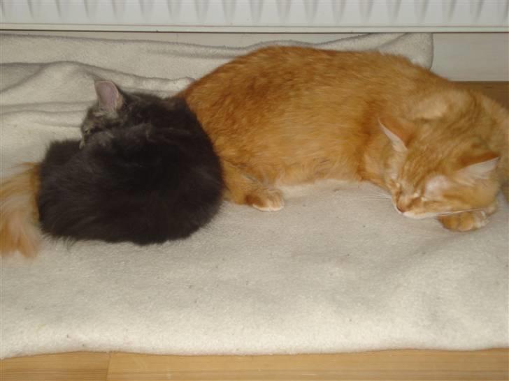 Blanding af racer Bella - Bella og lussi er blevet meget gode venner nu billede 7