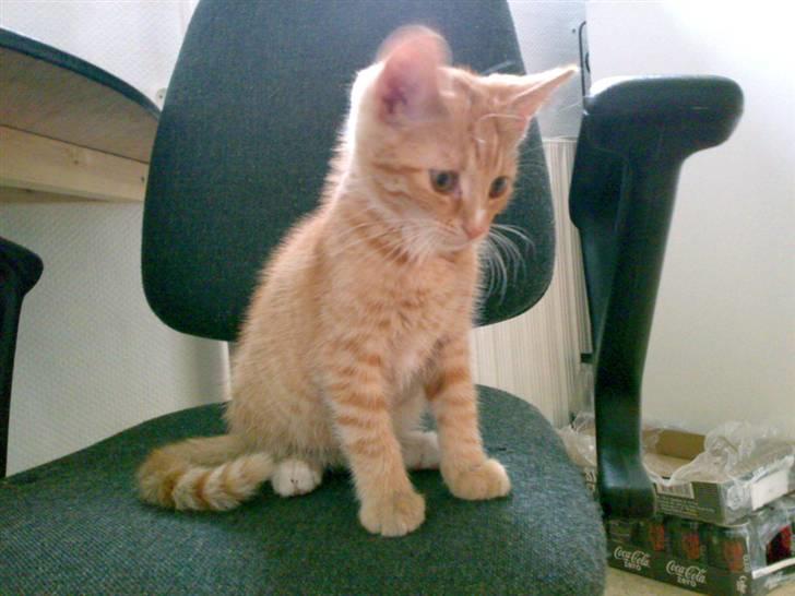 Huskat Garfild billede 17