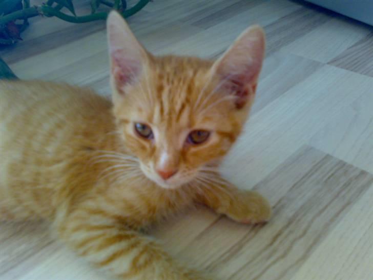 Huskat Garfild - nåå du tager billeder (ja det er fordi er er sååå smuk lille skat<3 billede 18