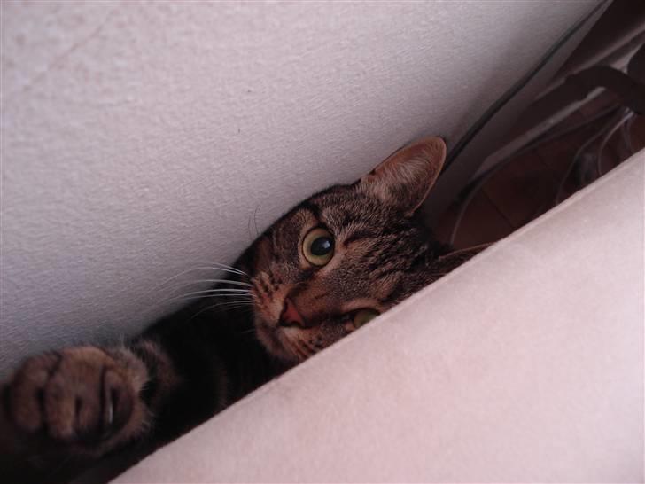 Blanding af racer Silke  - silke siger lige hej billede 4