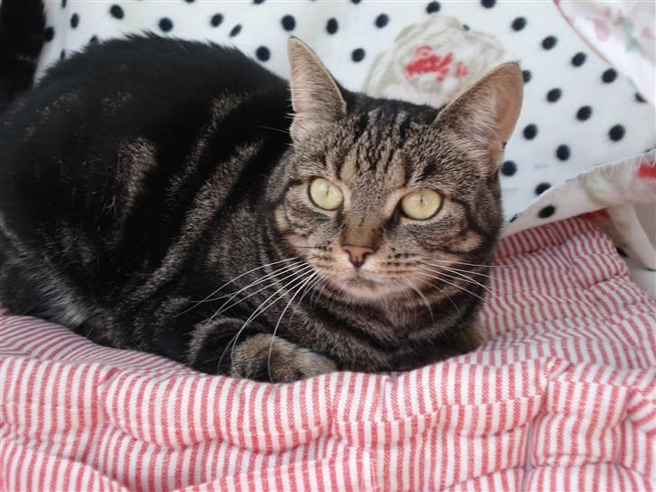 Blanding af racer Silke  - ahhh degligt at ligge og flade den i solen billede 5