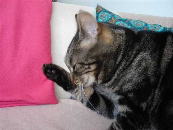 Blanding af racer Silke  - der skal også være plads til at vaske sig billede 6